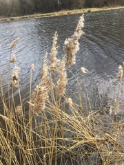 Phragmites australis