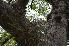 Brassavola tuberculata