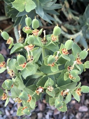 Myrsiniteae