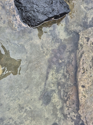 Chiloscyllium plagiosum observed 2026-06-28