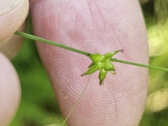 Carex radiata, photograph (c) Norma Malinowski, some rights reserved (CC BY)