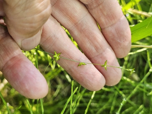 Carex radiata, photograph 4