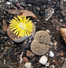 Lithops