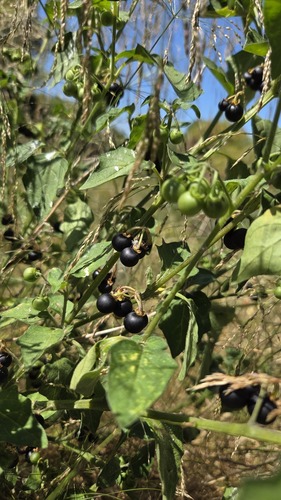 black nightshade
