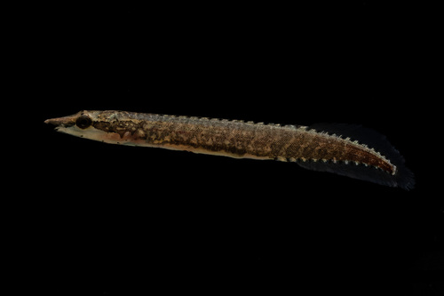 Belted spiny eel (Macrognathus circumcinctus) — Mastacembelidae — 3