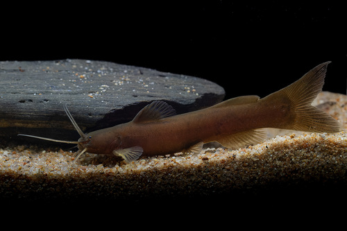 Mekong torrent catfish (Amblyceps foratum) — Amblycipitidae — 5