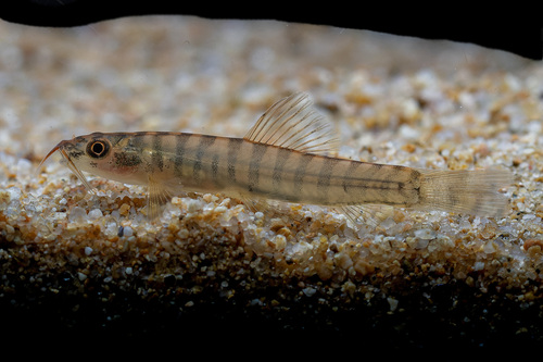 Nemacheilus platiceps