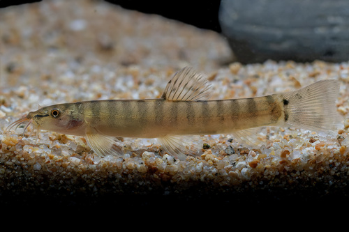 Schistura kohchangensis