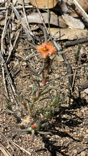 shrubby purslane