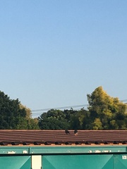 Acridotheres tristis