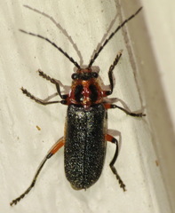 Atalantycha bilineata