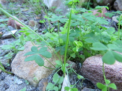 Lolium multiflorum × perenne