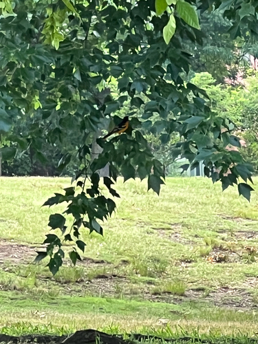 Baltimore Oriole