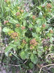 Barbarea vulgaris