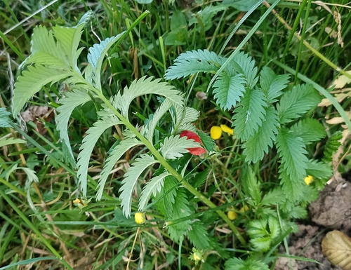 common silverweed
