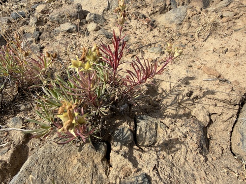 Penstemon gairdneri, photograph 6