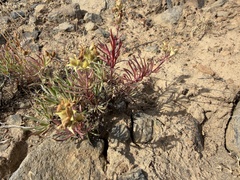 Penstemon gairdneri, photograph (c) James H. Thomas, some rights reserved (CC BY)