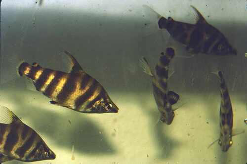 Headstander (Abramites hypselonotus) — Anostomidae — 4
