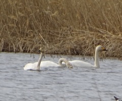 Cygnus columbianus bewickii