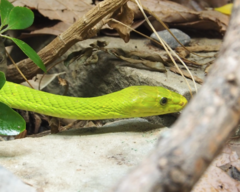 Dendroaspis angusticeps