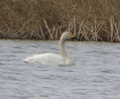 Cygnus columbianus bewickii