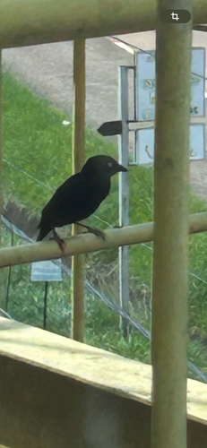 Vieillot's Black Weaver