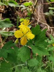 Chelidonium majus
