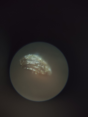 Buchnera cruciata observed 2026-06-28