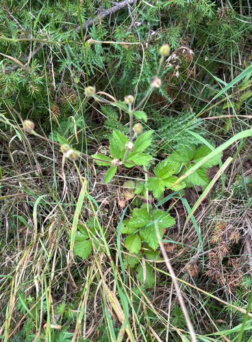 Drymocallis rupestris, photograph 2