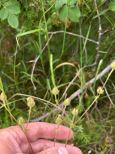 Drymocallis rupestris, photograph 6