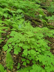Caulophyllum giganteum, photograph author not stated, no rights reserved