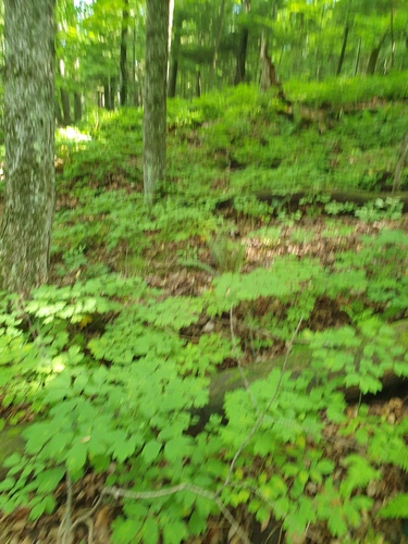 Caulophyllum giganteum, photograph 5