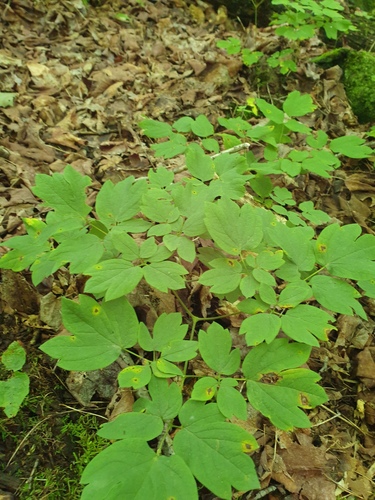 Caulophyllum giganteum, photograph 2