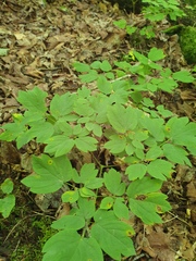 Caulophyllum giganteum, photograph author not stated, no rights reserved