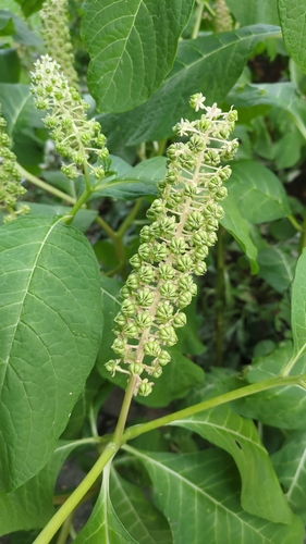 Indian Pokeweed