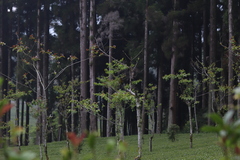 Liocichla steerii