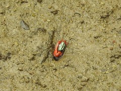 Paraleptuca splendida