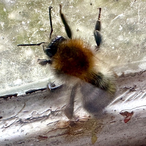 Common Carder Bumble Bee