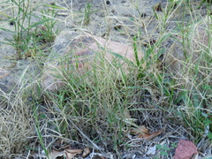 Cynodon dactylon dactylon