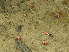 Paraleptuca splendida