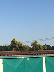 Acridotheres tristis