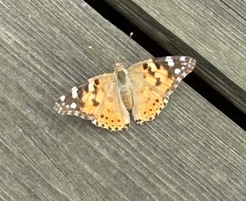 Painted Lady