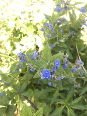 Pentaglottis sempervirens