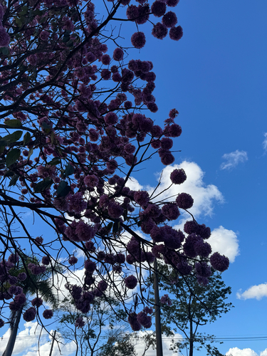 Handroanthus impetiginosum