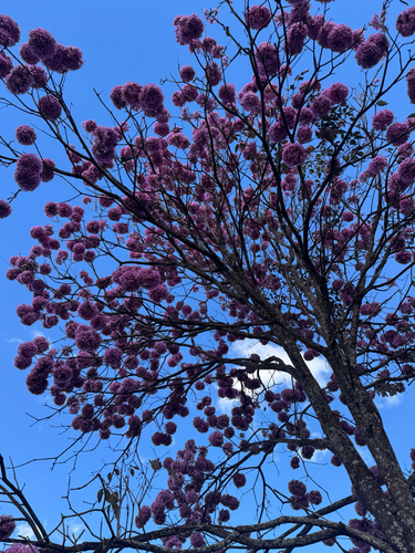 Handroanthus impetiginosum