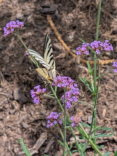 Scarce Swallowtail