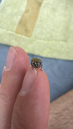 Southern Green Stink Bug