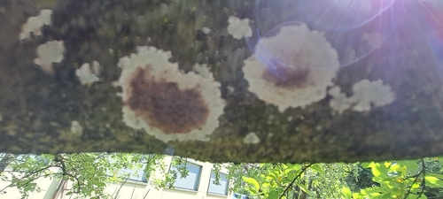 Pilze & Flechten