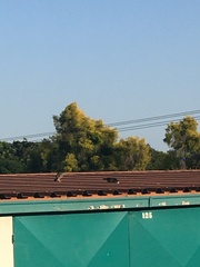 Acridotheres tristis