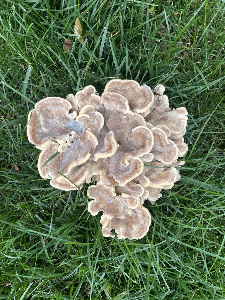 Black-staining Polypore · June 2026 · photo: Photo: no rights reserved · iNaturalist